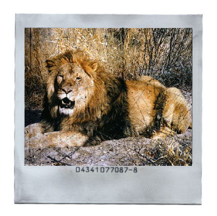 Kalahari Lion